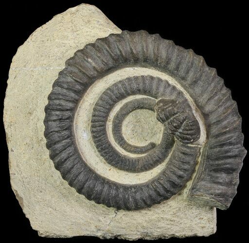 Devonian Ammonite (Anetoceras) With Trilobite Tail - Morocco #68780